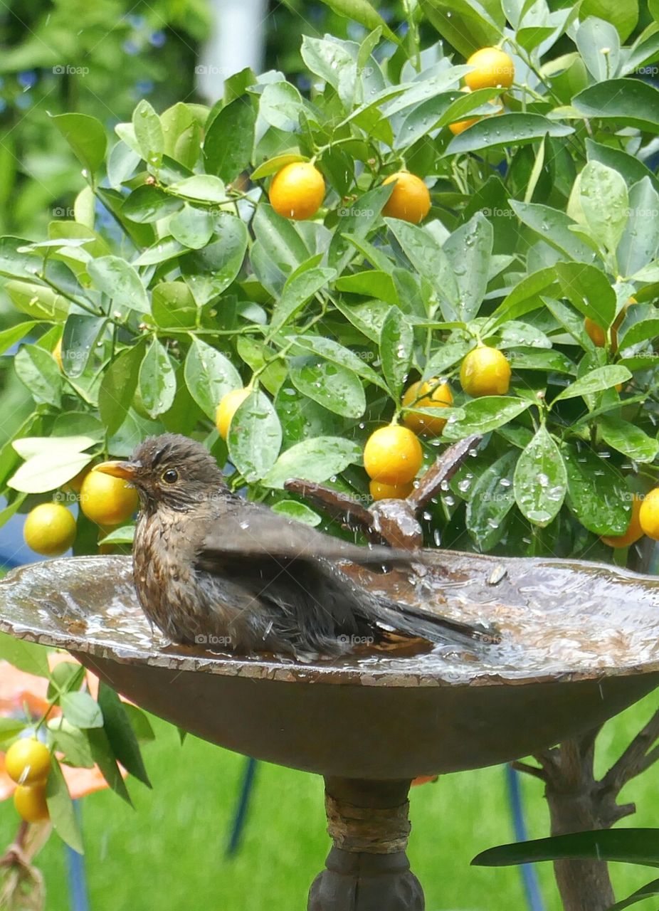 bathing blackbird