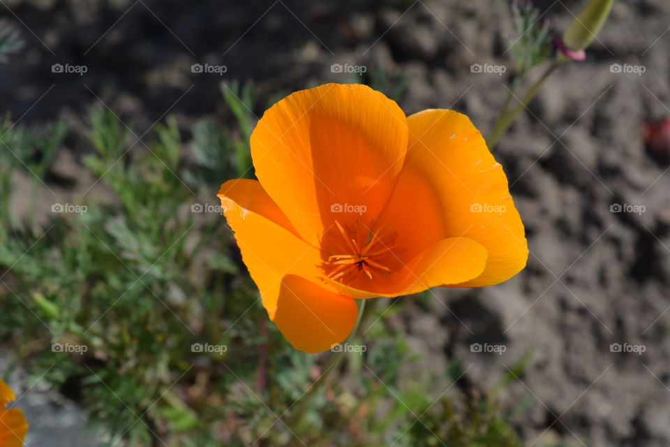 orange flower decor gardening