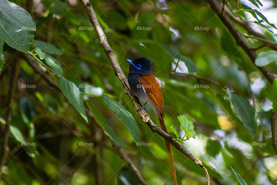 colorful paradise flycatcher in a green tree