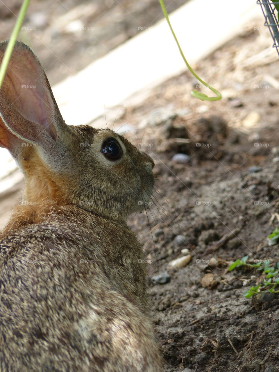 Bunny in the garden