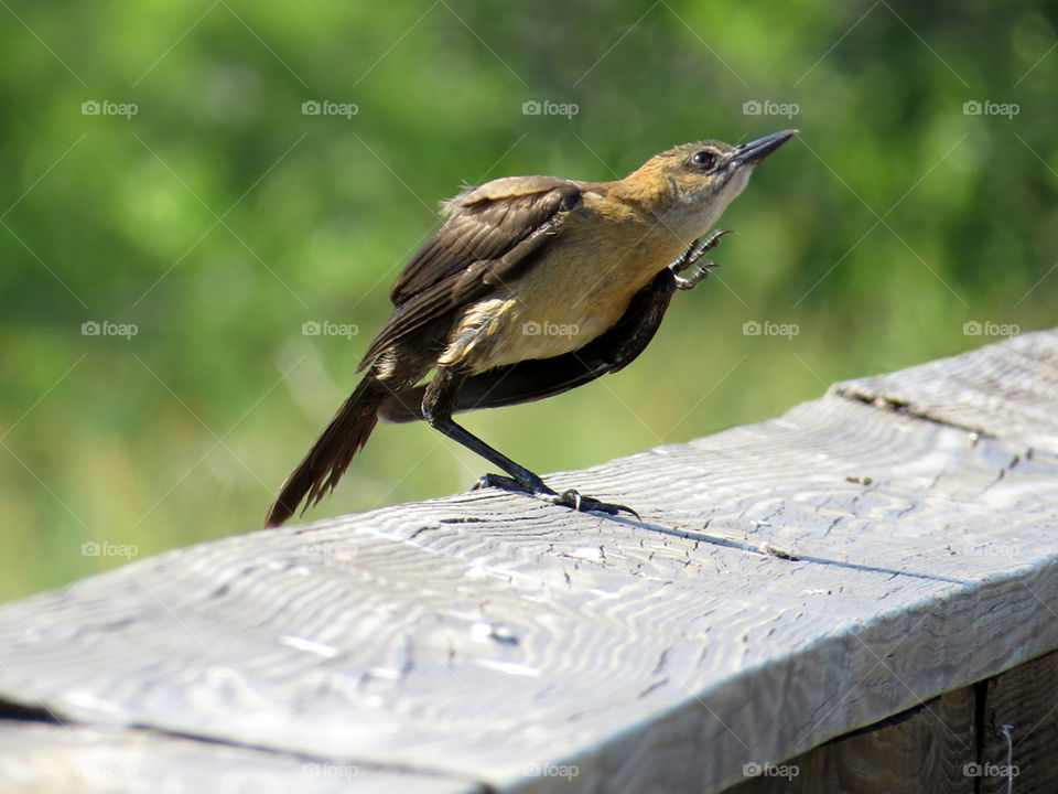 Scratching an Itch. Female Boat-tailed Grackle scratching an itch with her claw