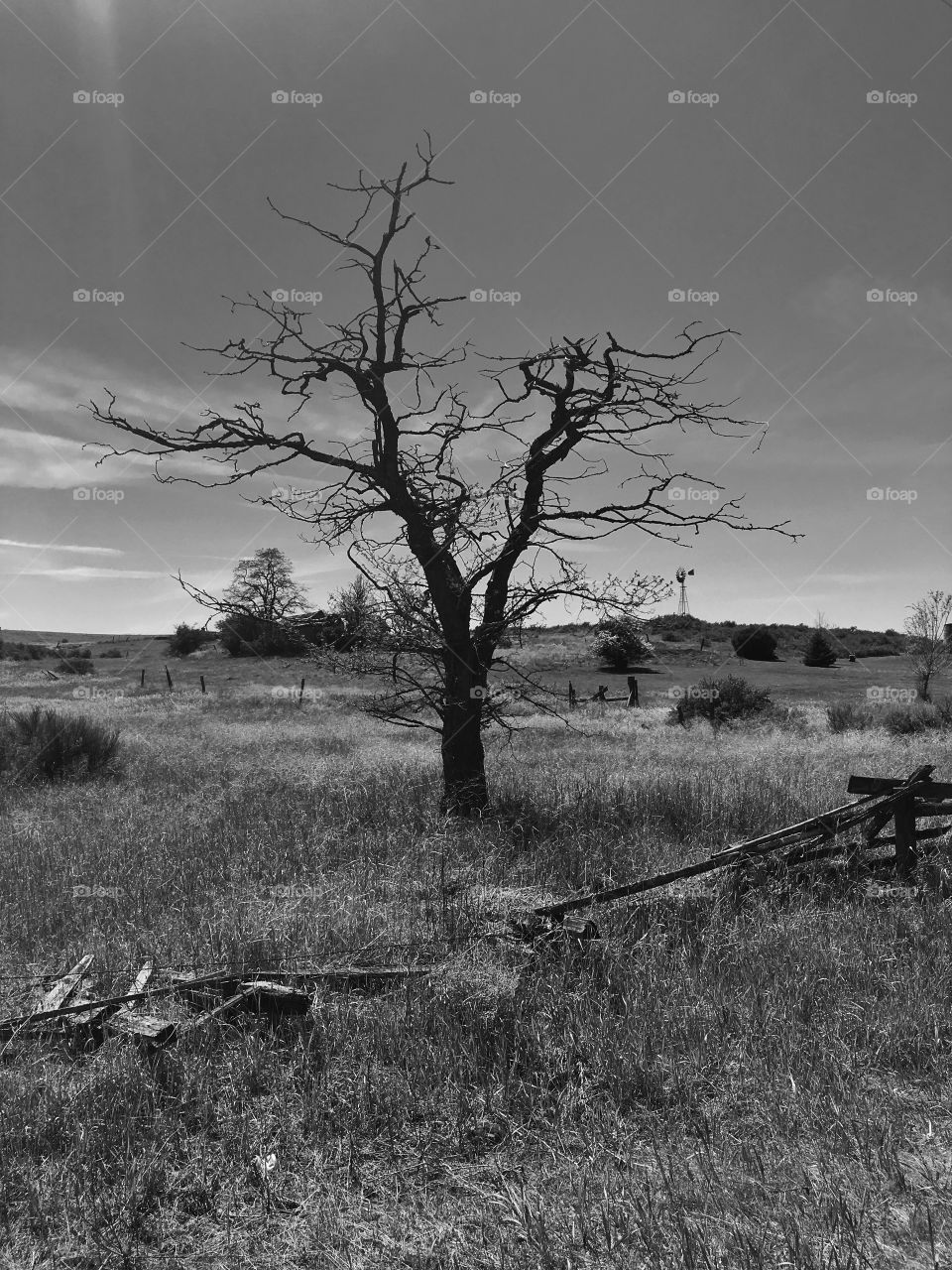 Barren Rural Landscape with Tree and Old Windmill in background