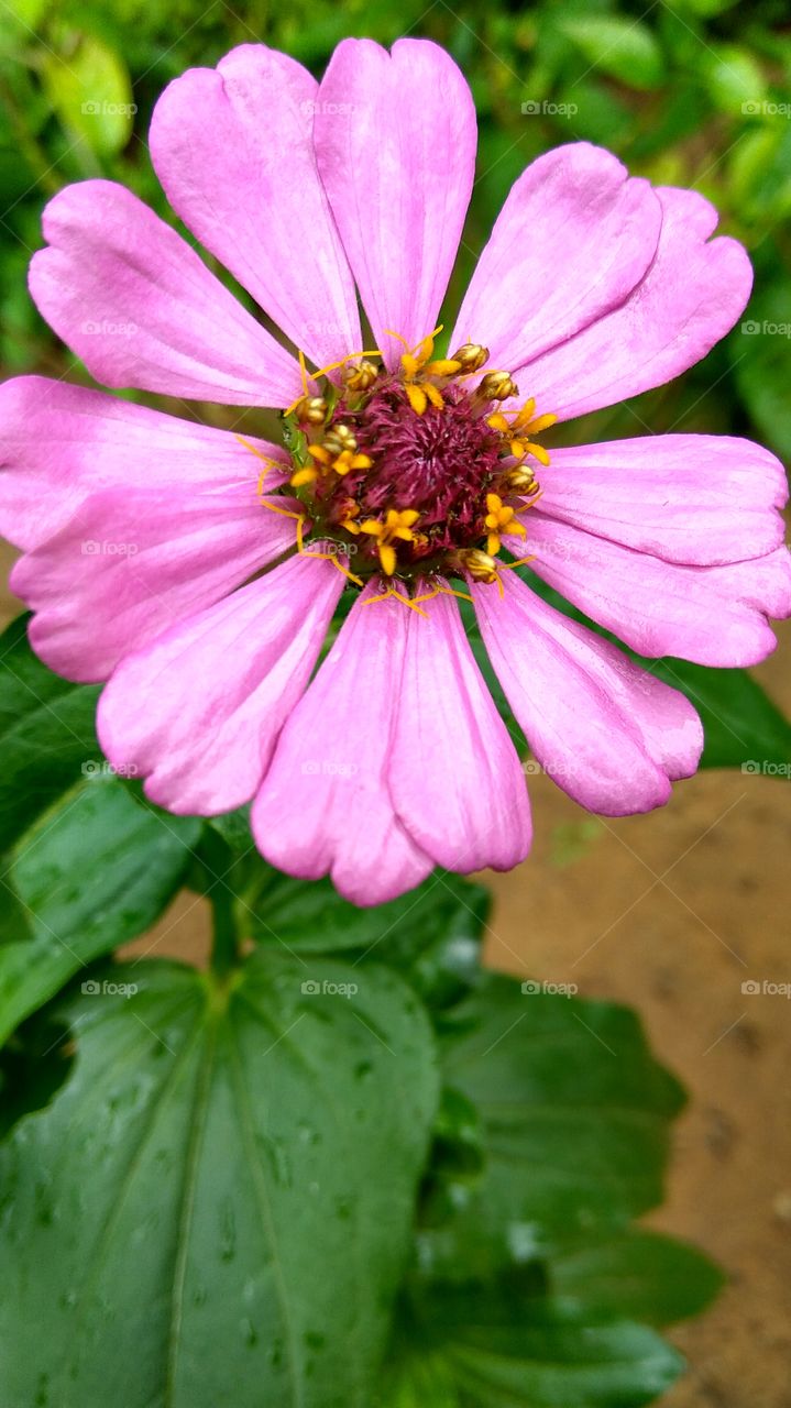 colour of true and  nature power Lovely flower