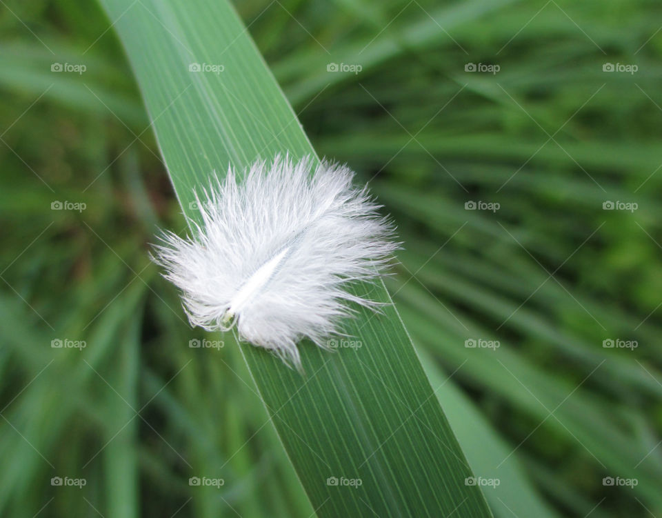 tiny feather