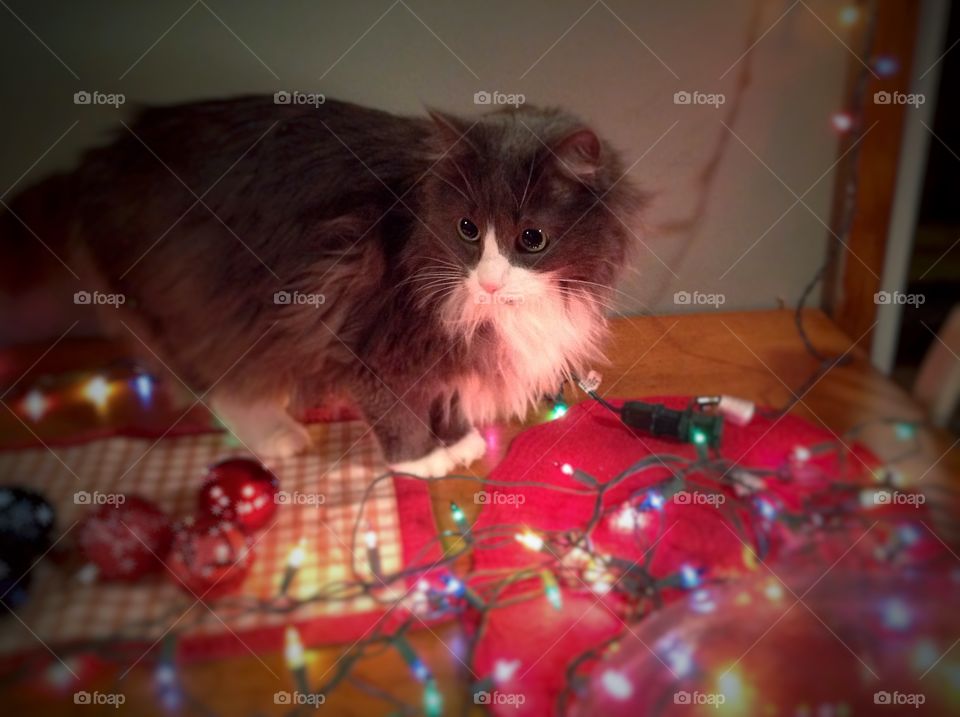 Our cat loving Christmas lights