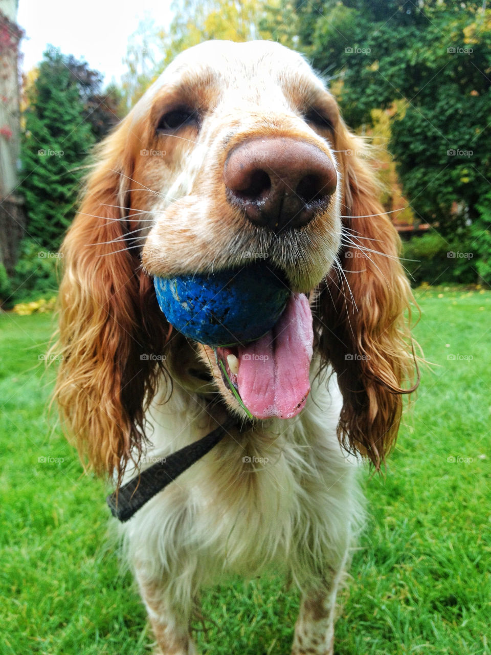 play dog green grass tongue by vsusov