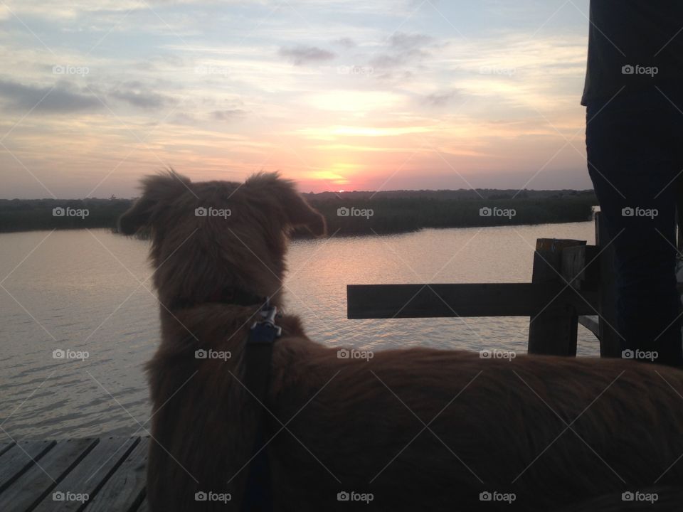 My dog looking at the sunset on the dock at the estuary 
