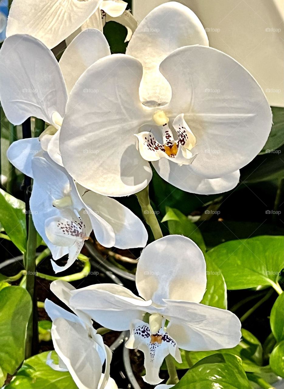 Phalaenopsis Aphrodite is an epiphytic herbaceous plant of the Orchidaceae family. Named after the goddess of love Aphrodite