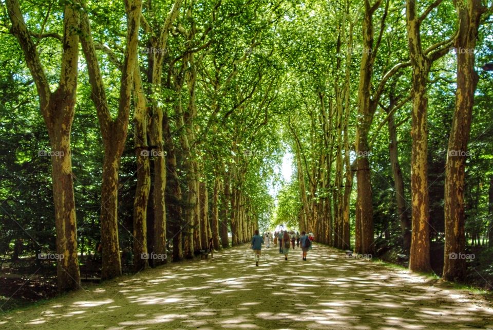 France. Avenue of trees 