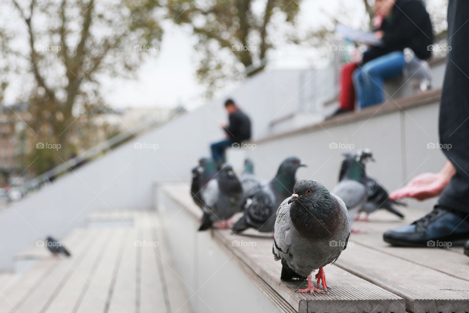 Eye to eye with a pigeon