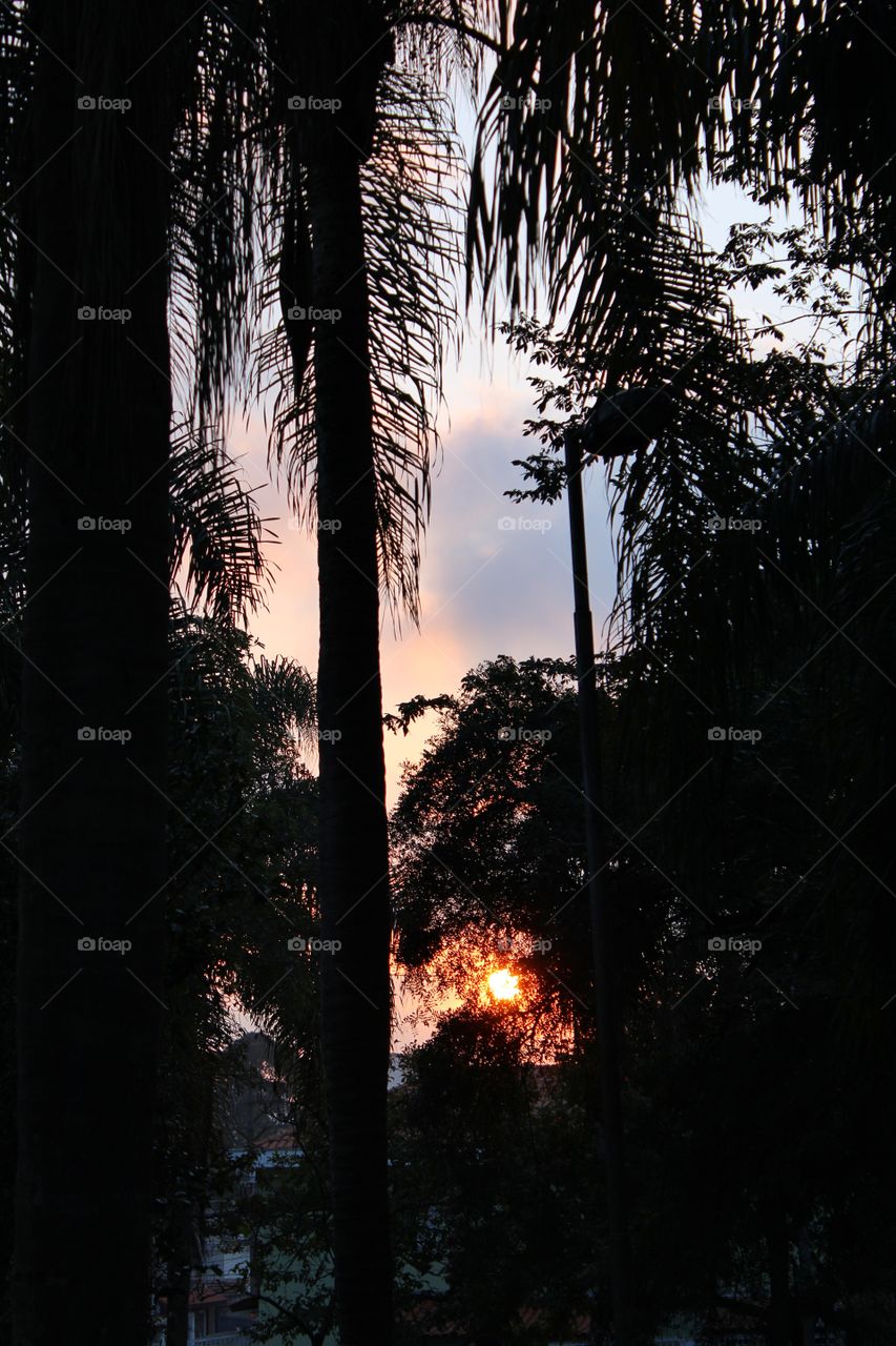 Sunset with tree shadows