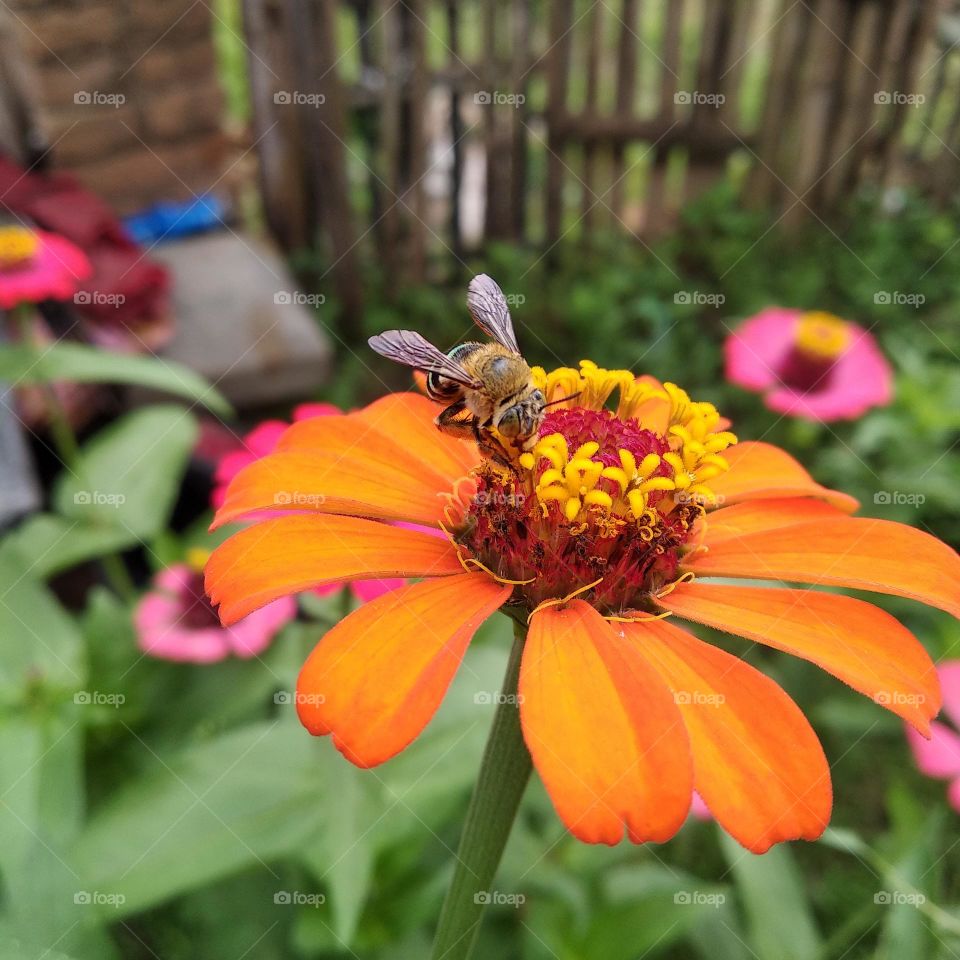Bee and Paper Flower