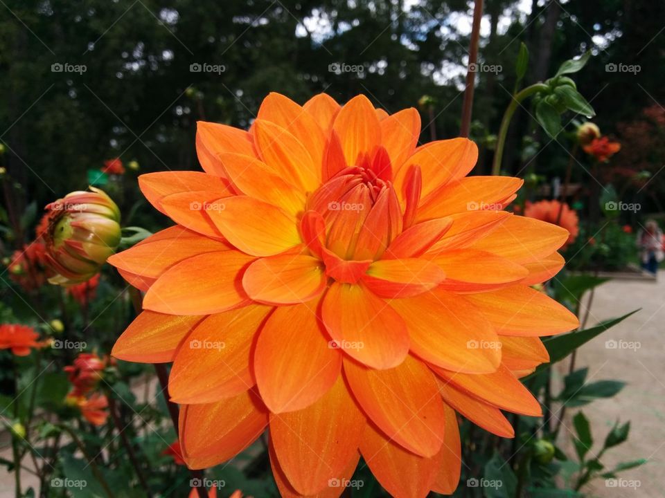 Orange Dhalia