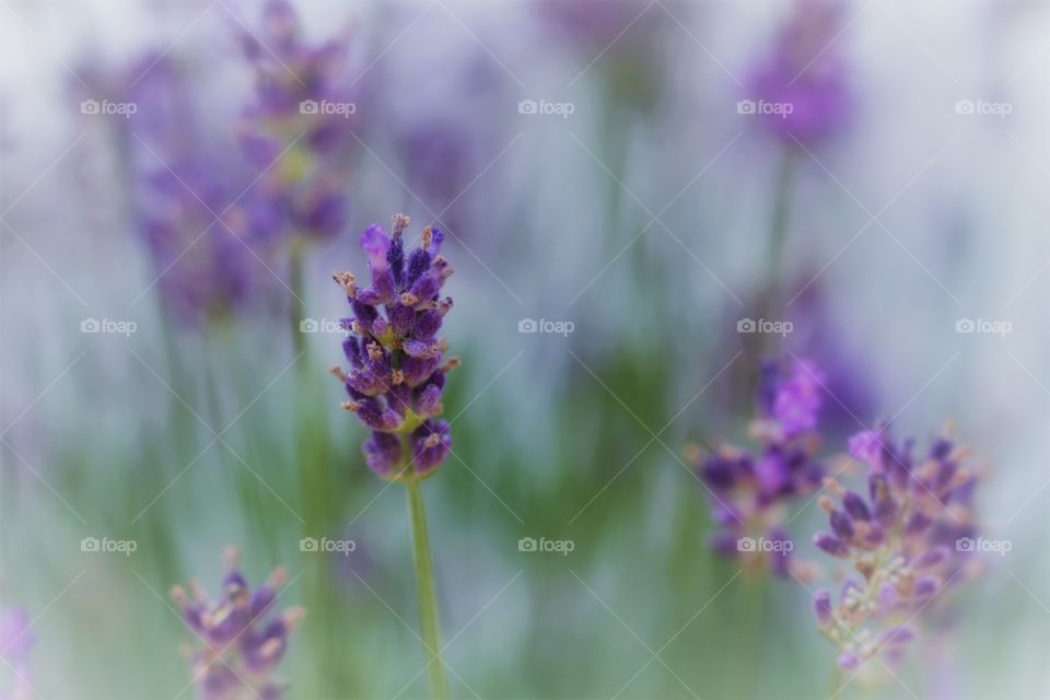 Dreamy lavender 