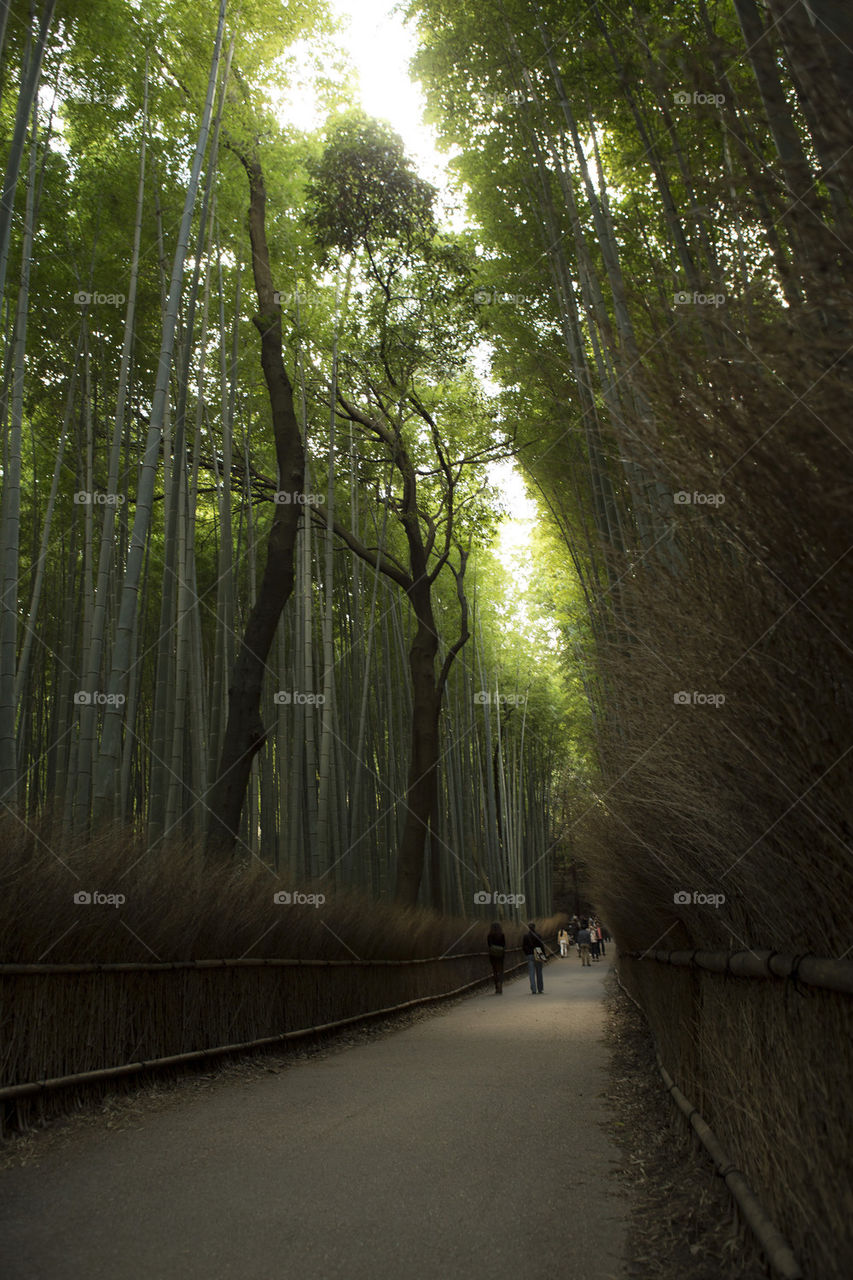 Magical Bamboo