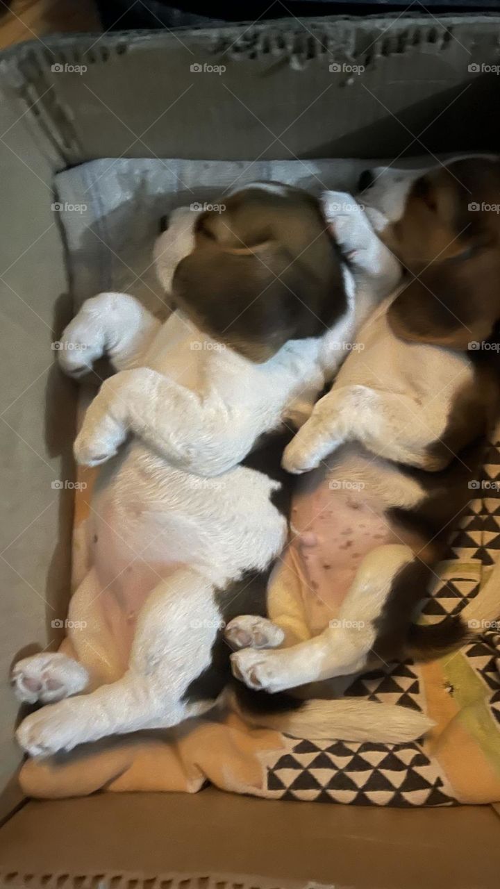 Dogs are not our whole life, but they make our lives whole