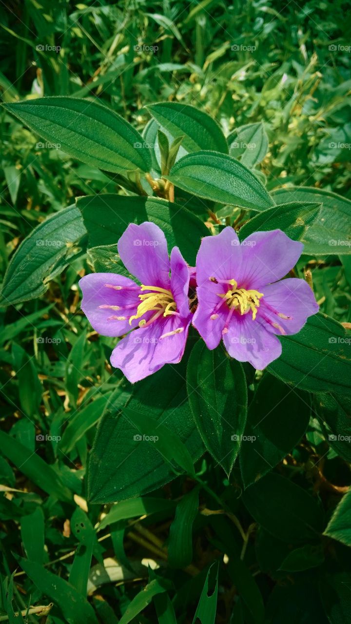 Melastoma affine its also called Blue Tongue, the picture taken on March 15th, 2023 - Rantepao, north Toraja regency, Indonesia.