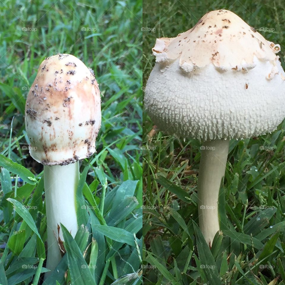 Next day mushroom