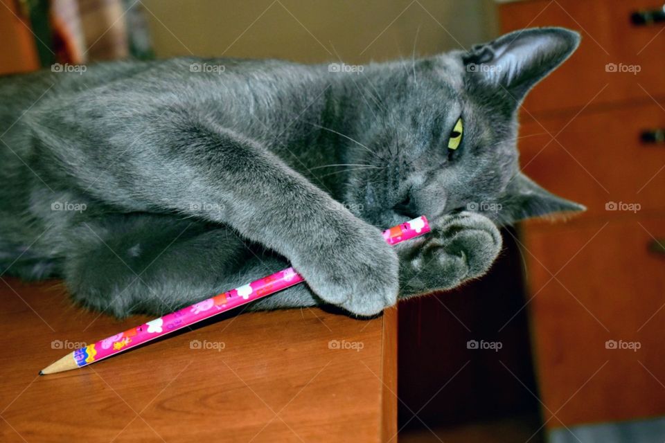 cat is playing with pink pencil