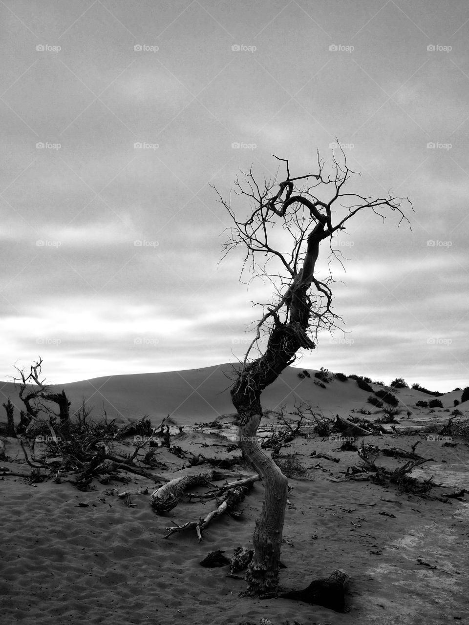 Populus diversifolia