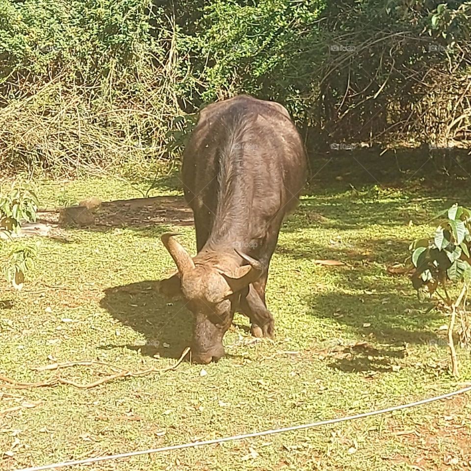 Buffalo grazing in a park