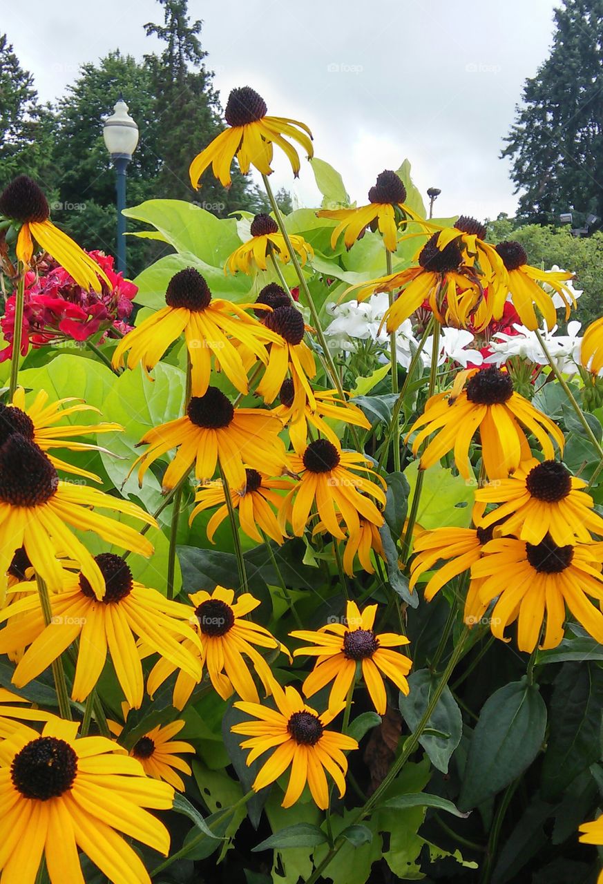 Brilliant brown eyed susans