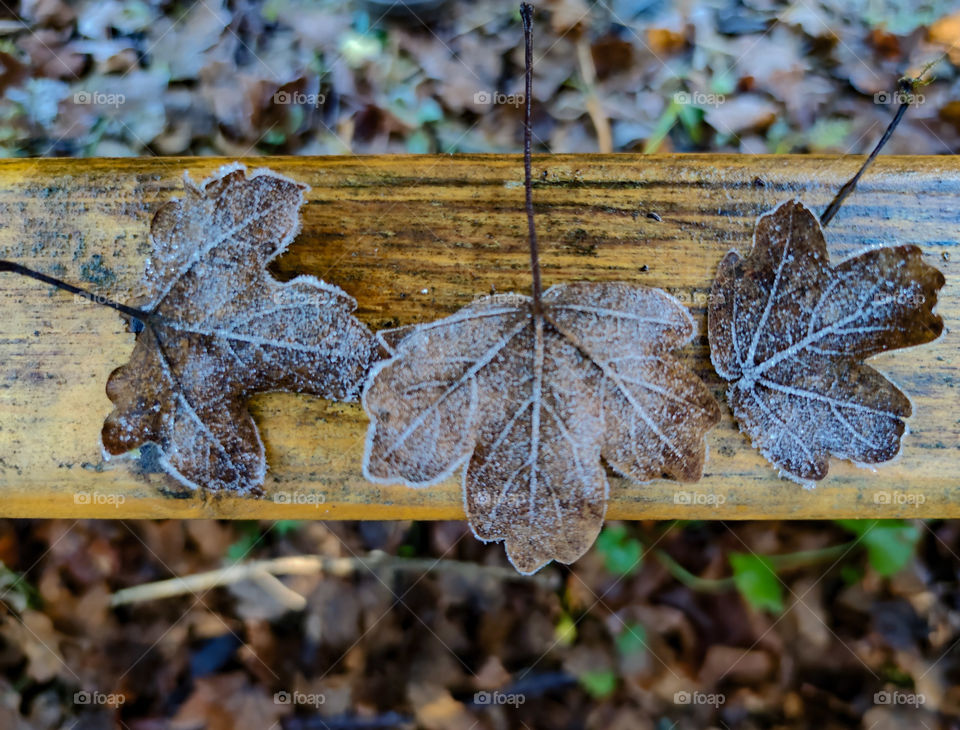 Winter leaves