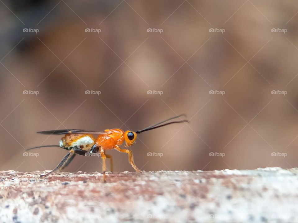 Insects are orange and black.