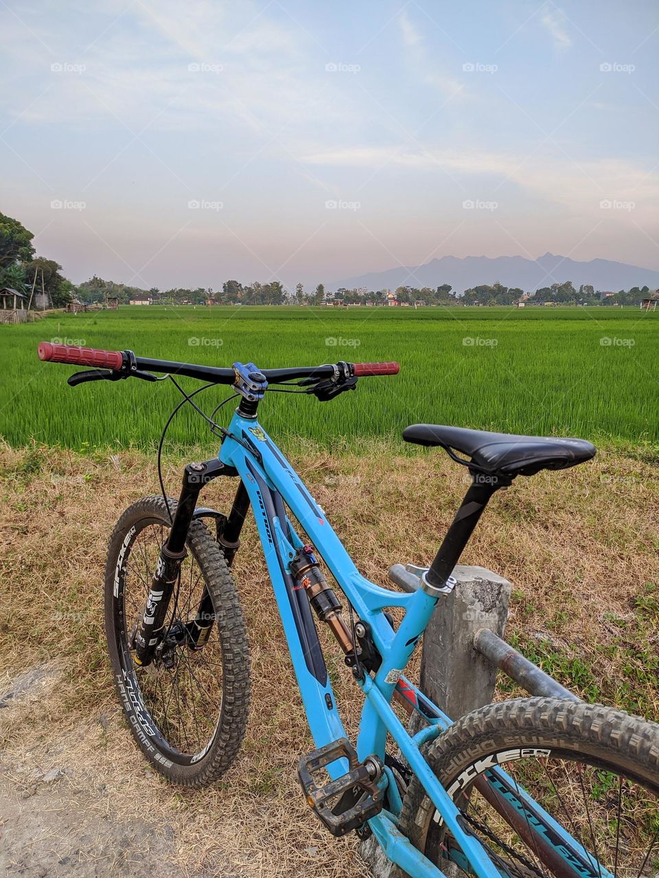 Bike leaning against rice field background