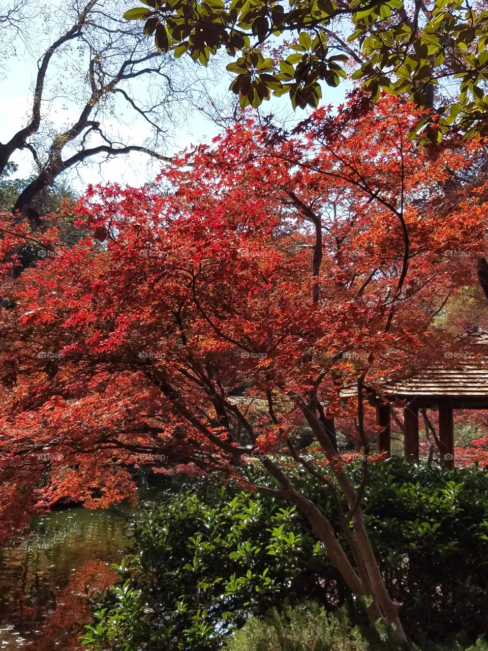 Japanese Gardens at Fort Worth botanical