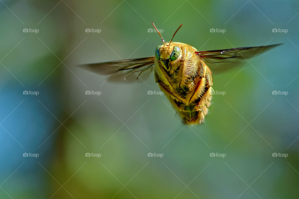 flying carpenter bee