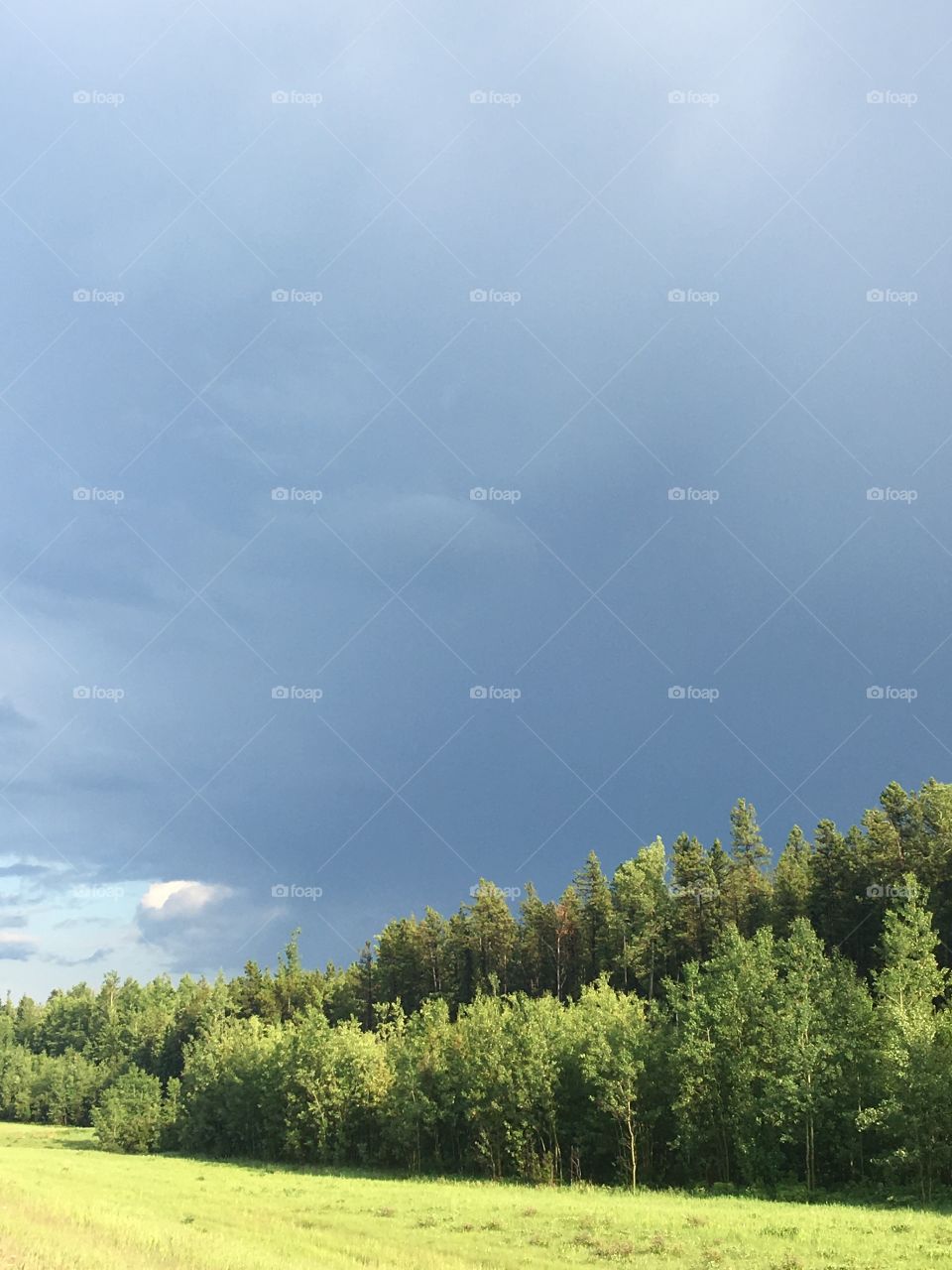 Cloudy sky and green trees 