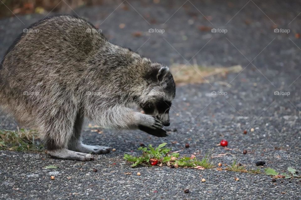 Raccoon eat cherries in the backyard 