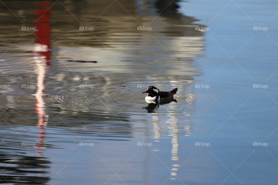 Exotic duck swimming in glassy ocean 