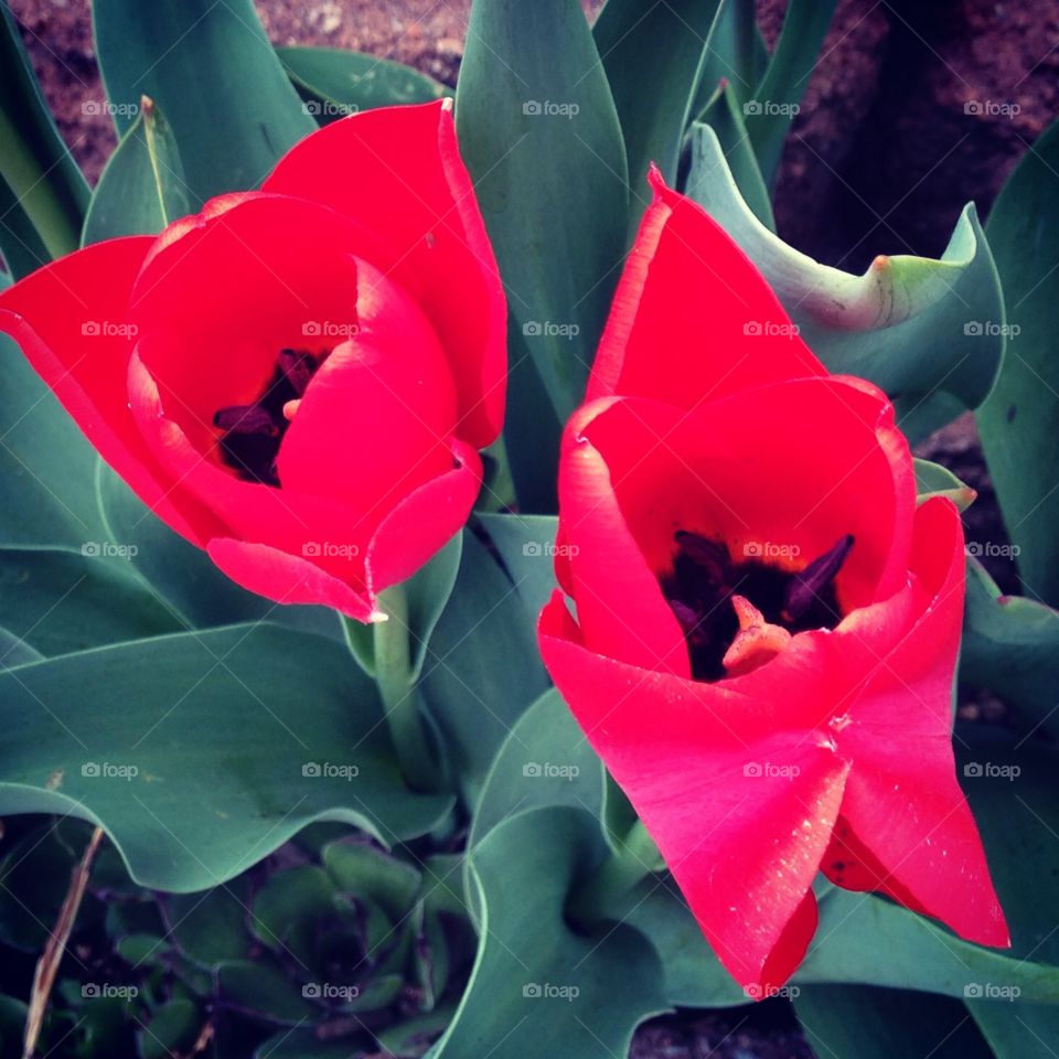 Ted tulips 
