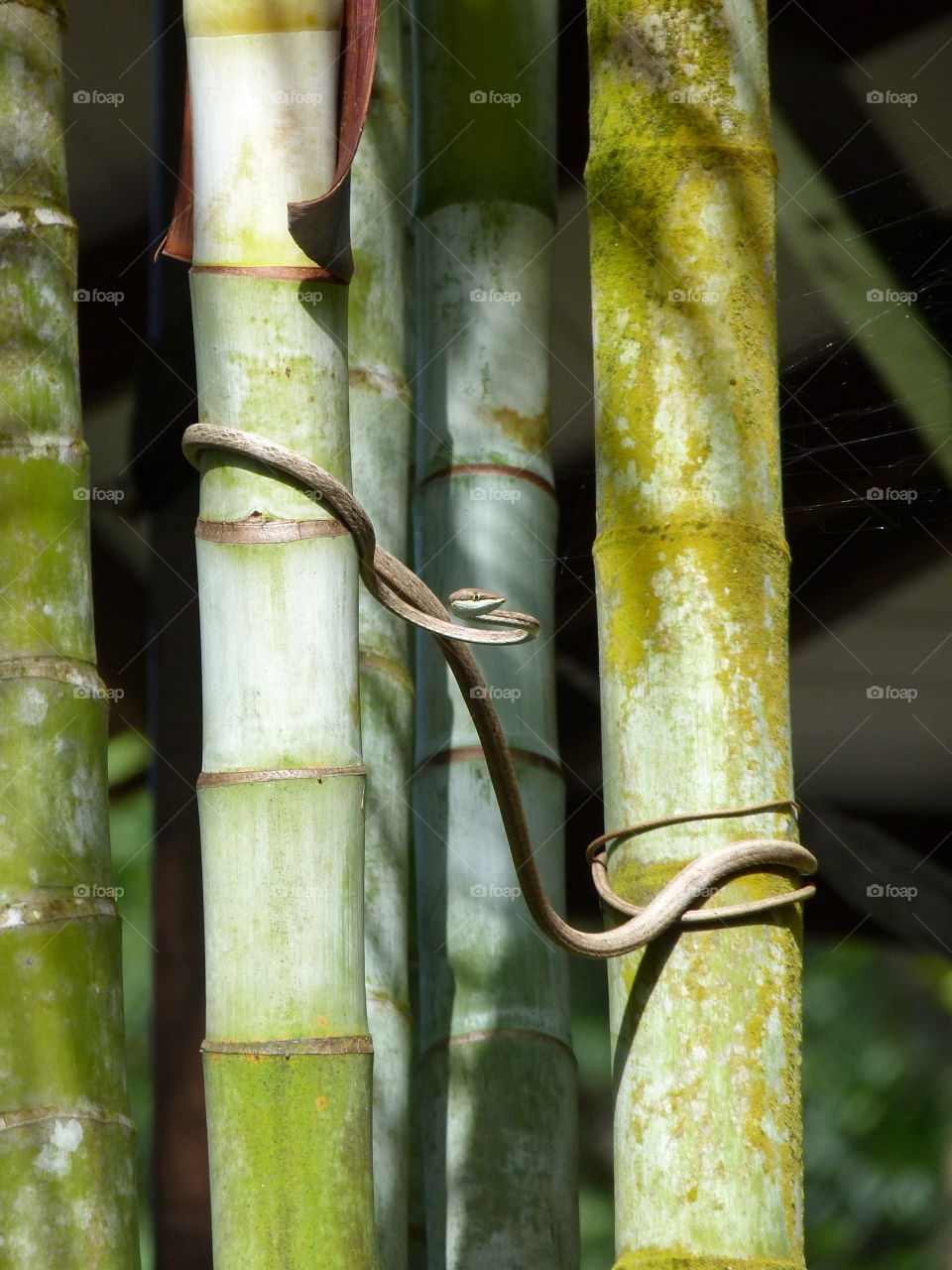 Snake climbing bamboo in Costa Rica