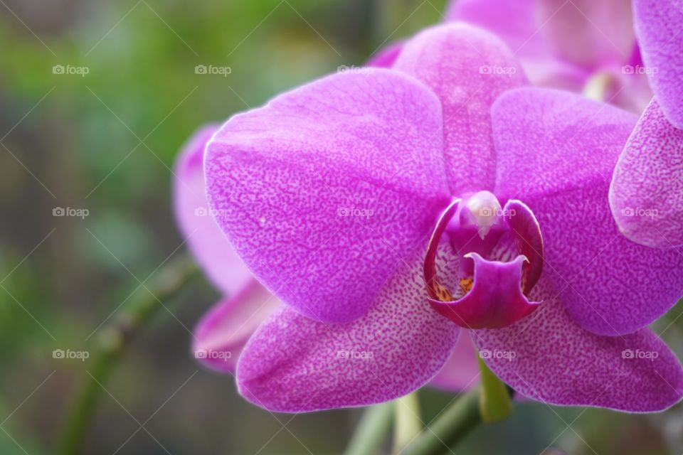 Purple orchid phalaenopsis grown in home backyard 