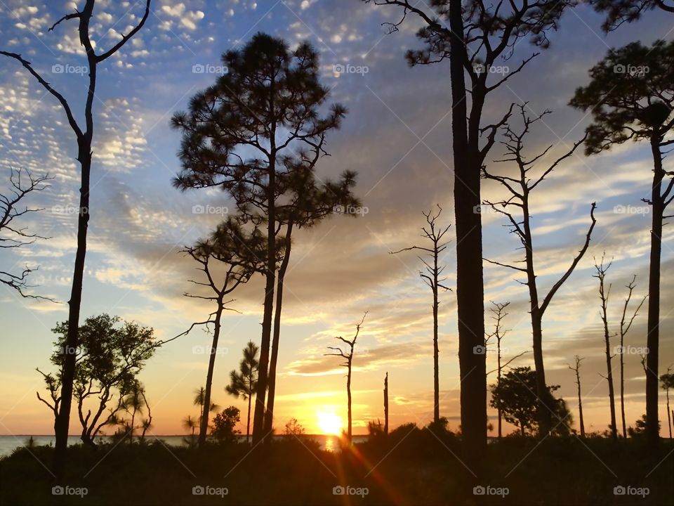 Sunset through the tall pines. The big orange ball slowly going down and down and it sets into the horizon making the  blue clouds and sky absolutely stunning