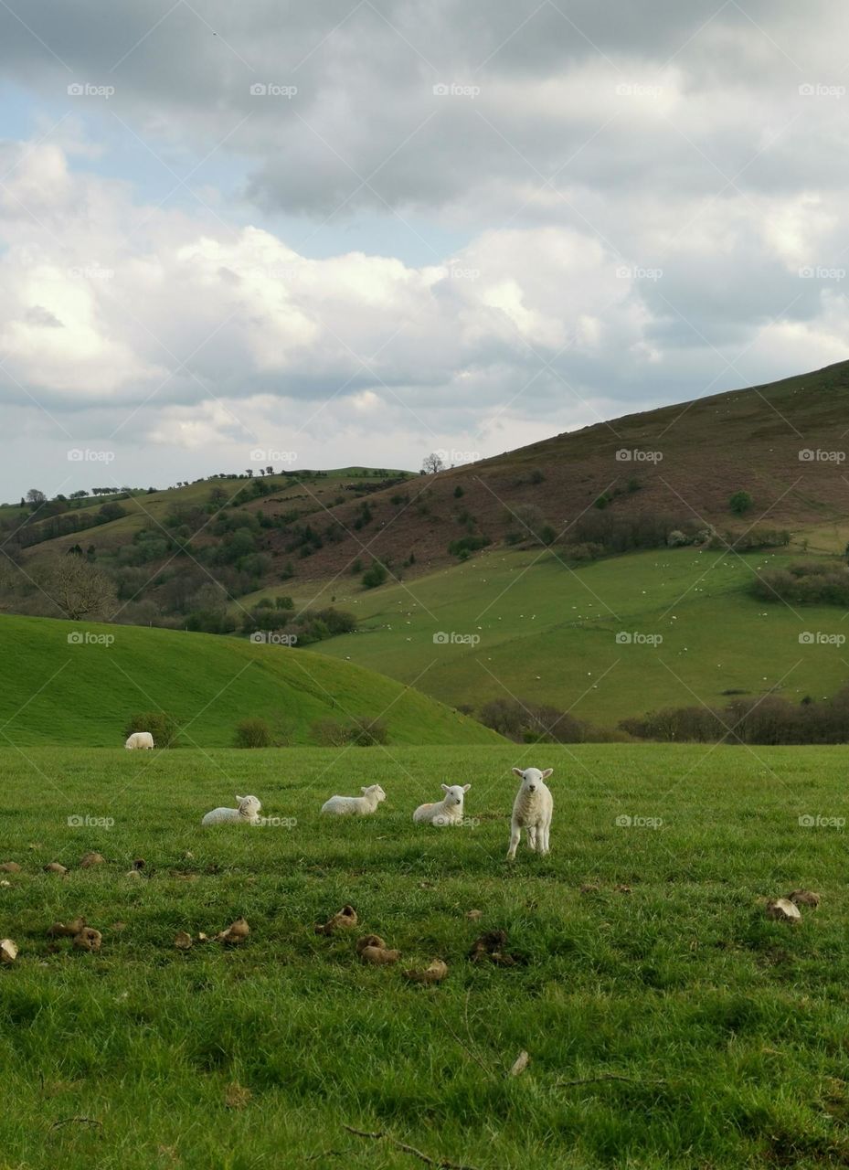 Country side. Green fields. Little lambs. Beautiful nature scenery.