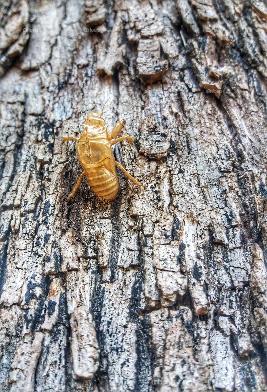 Just flesh without body !