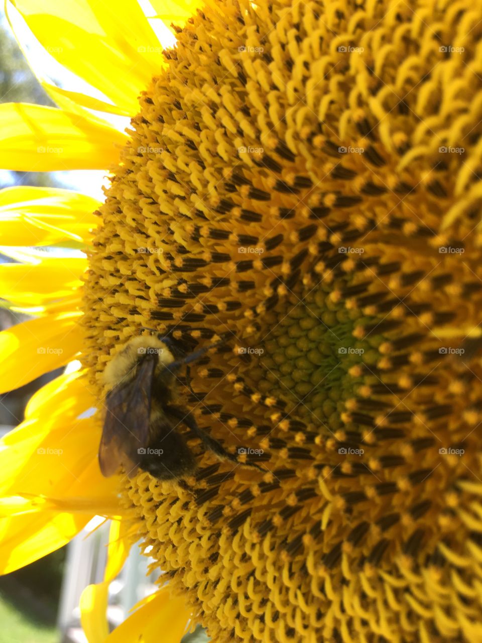 Sunflower bee