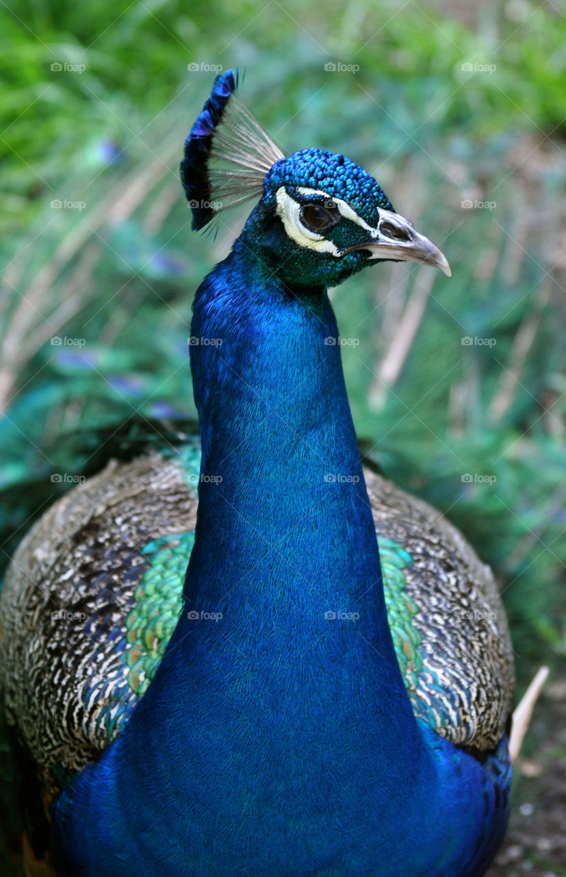 Peacock