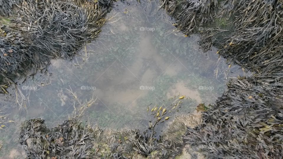 A small puddle found within the stones on a bay overgrown with vegetation