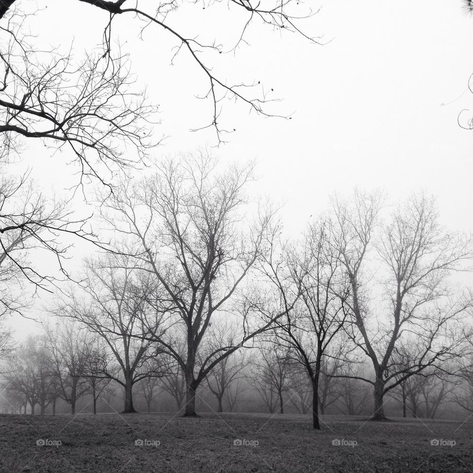 Foggy orchard