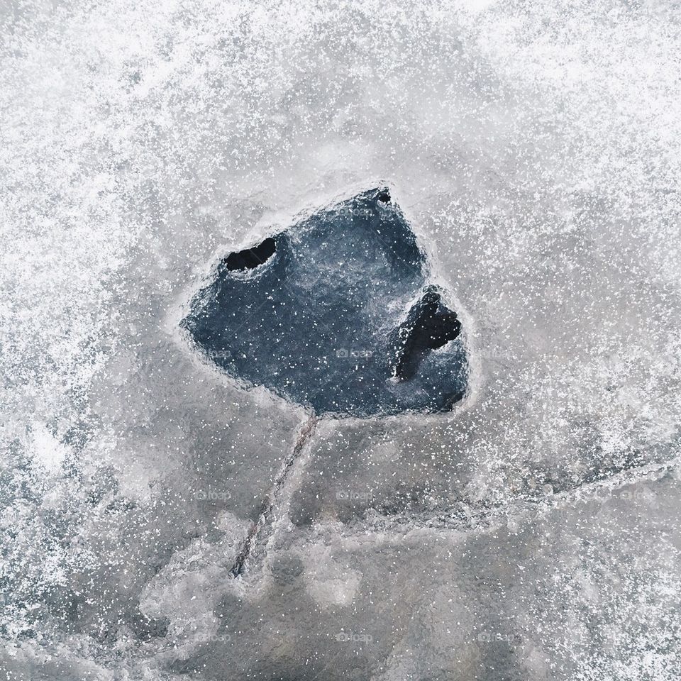 leaf frozen in the ice