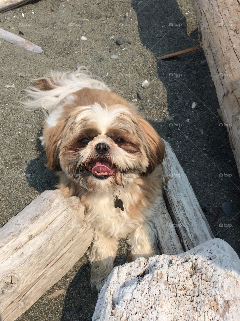 Dog hanging out at the beach