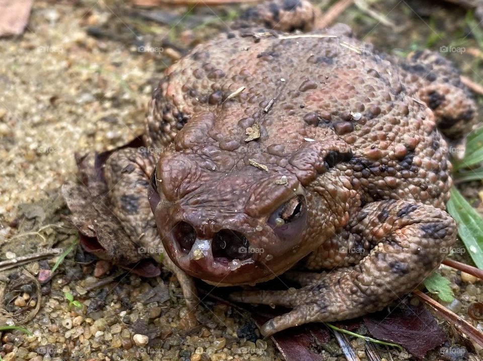toad 