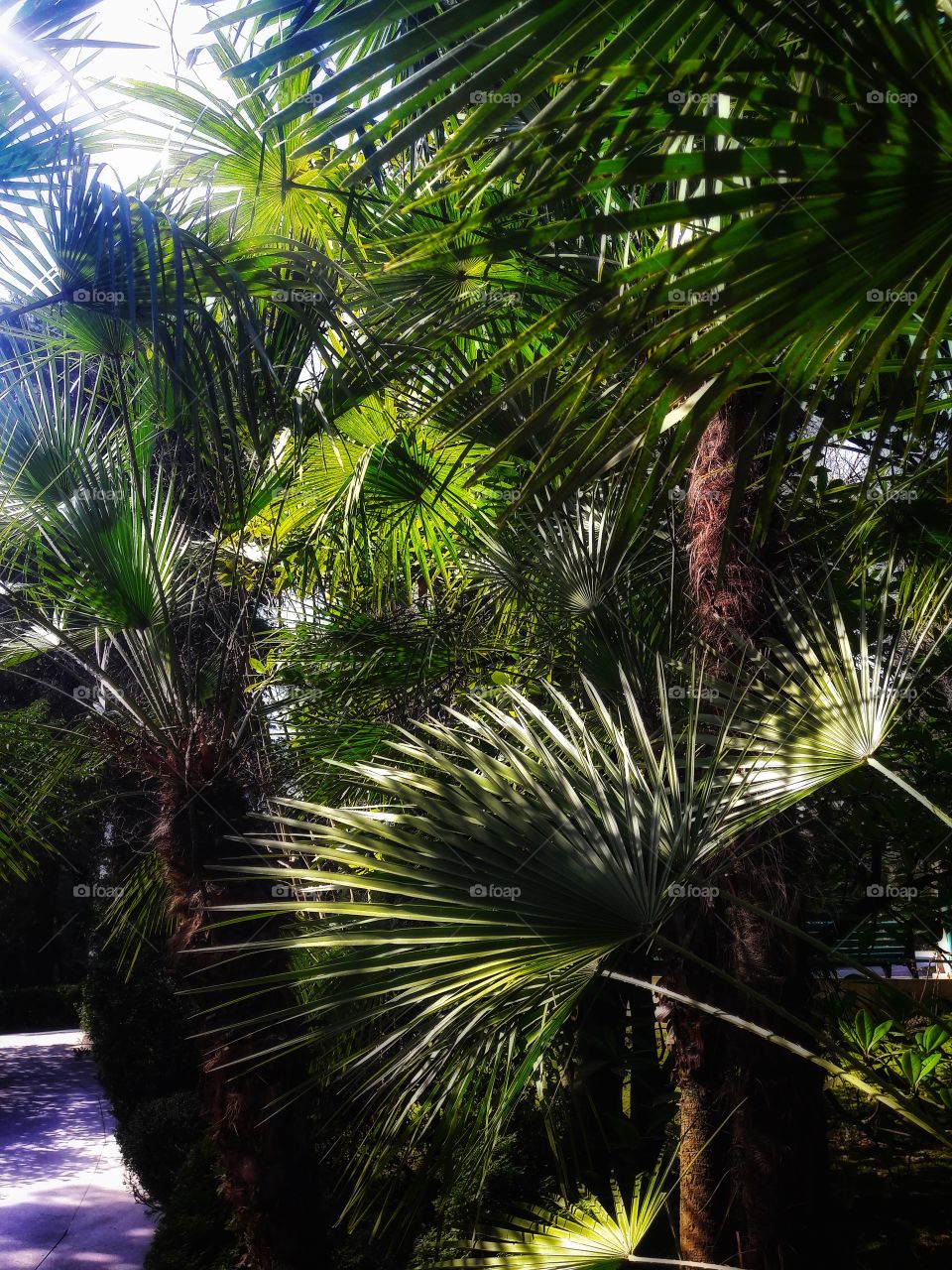 Tropical, Palm, Tree, No Person, Nature