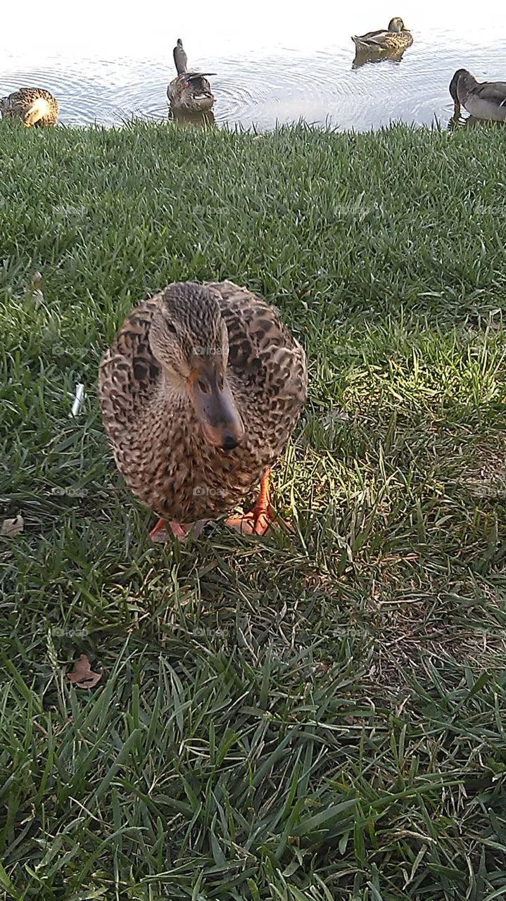 Quack says the duck, happily roaming the park.