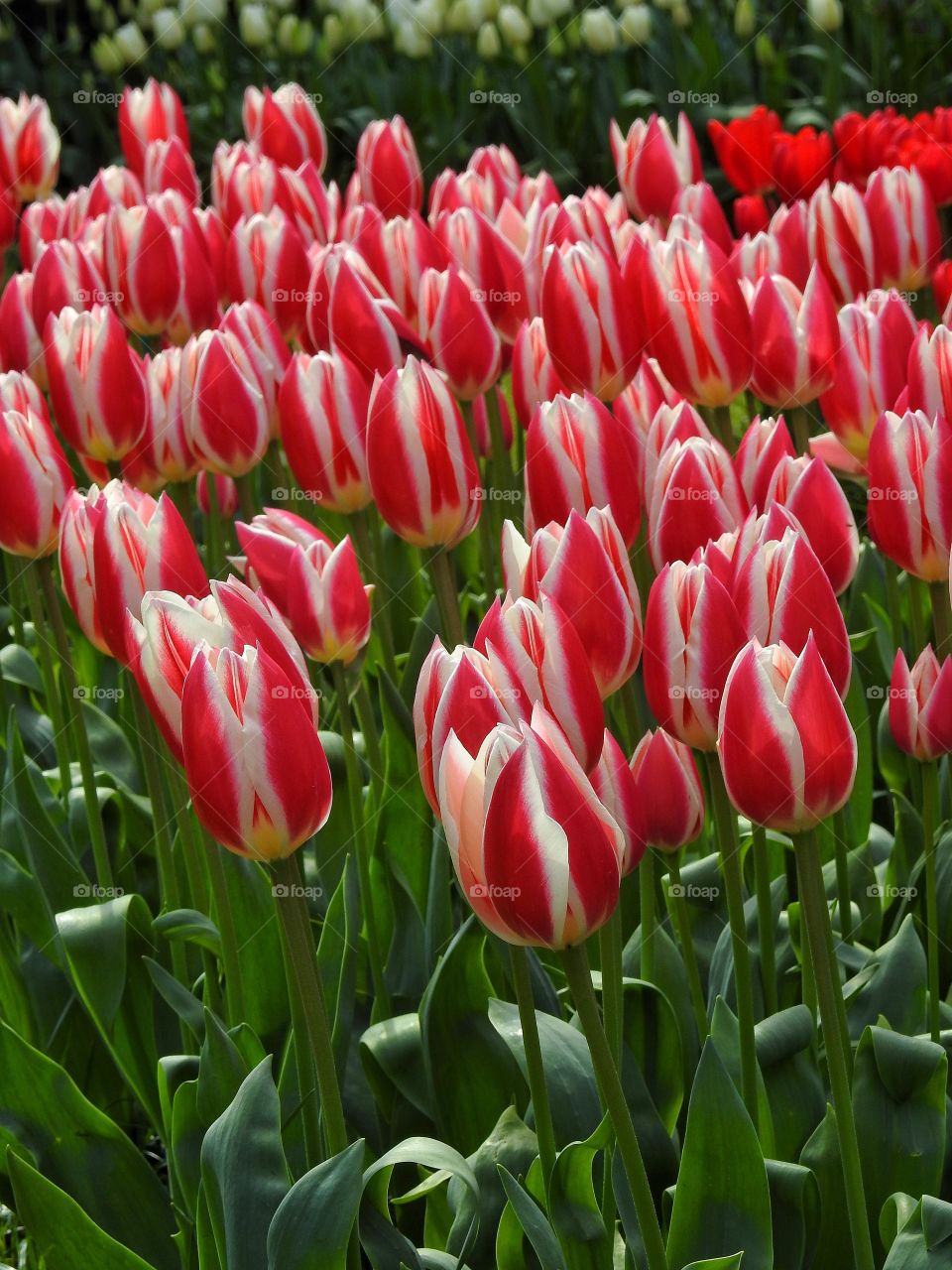 High angle view of tulips